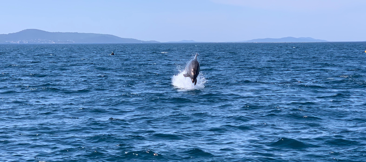 Delphin springt vor der Yacht aus dem Wasser